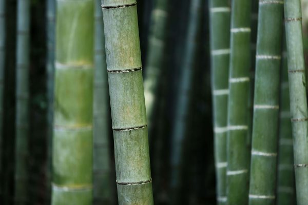 Trashless | Inspired by nature | Bambus